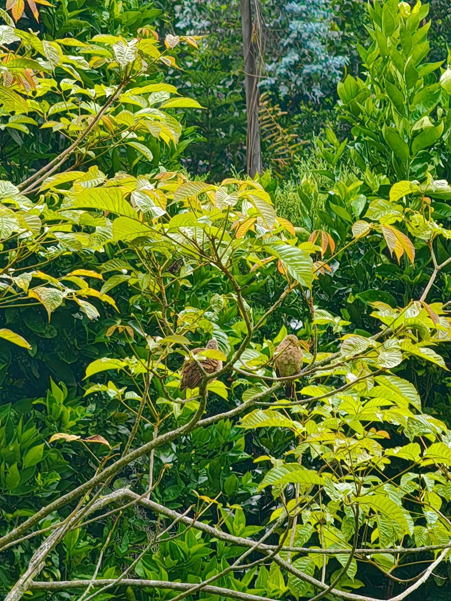 Paraiso Cocora 萨兰托 外观 照片